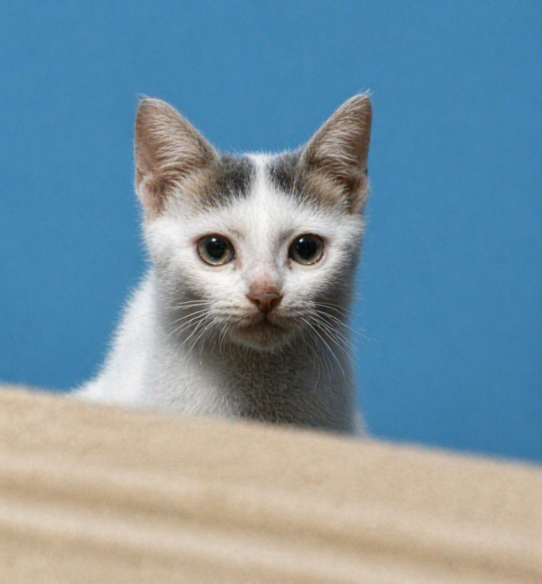 Enhance Blurry Kitten Photo example image